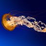 files/content/images/thumbs/Jellyfish.jpg