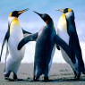 files/content/images/thumbs/Penguins.jpg